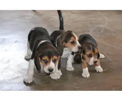 3 tri-colored male beagle puppies - 6