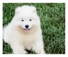 Male and female Samoyed puppies