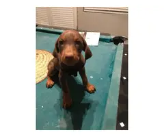 3 red Doberman puppies for sale - 2