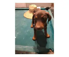 3 red Doberman puppies for sale - 3
