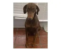 3 red Doberman puppies for sale - 5