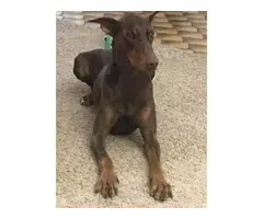 3 red Doberman puppies for sale - 6