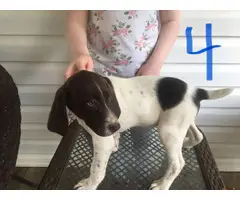 3 German Shorthaired Pointer puppies for sale - 2