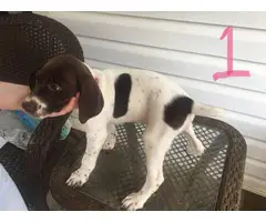 3 German Shorthaired Pointer puppies for sale - 3