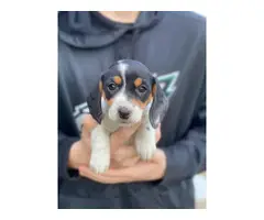 2 AKC Mini Dachshund Puppies for Sale