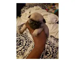 4 Pug puppies to rehome