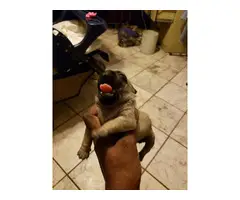4 Pug puppies to rehome - 2