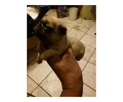 4 Pug puppies to rehome - 3