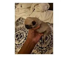 4 Pug puppies to rehome - 4
