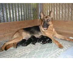 Full-blooded German shepherd puppies - 10