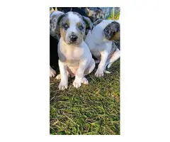 4 Catahoula leopard puppies for sale