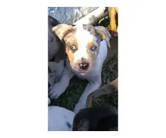 4 Catahoula leopard puppies for sale - 2