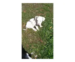 4 Catahoula leopard puppies for sale - 4