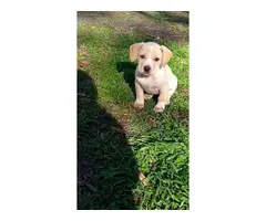 4 Catahoula leopard puppies for sale - 6