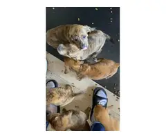 Plott Hound puppies 7 weeks old - 2