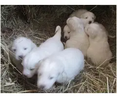 AKC Registered Great Pyrenees Puppies For Sale