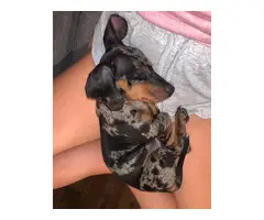 Two Dachshund puppies to rehome - 2