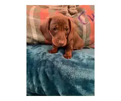Two Dachshund puppies to rehome - 3