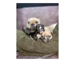 2 AKC Frenchie puppies for sale - 2