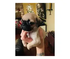 4 boys and 3 girls super cute Pug babies for sale - 1