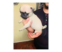 4 boys and 3 girls super cute Pug babies for sale - 2
