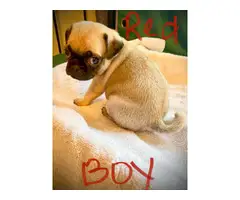 4 boys and 3 girls super cute Pug babies for sale - 5