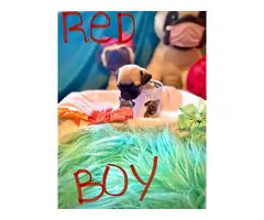 4 boys and 3 girls super cute Pug babies for sale - 6