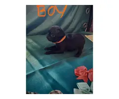 4 boys and 3 girls super cute Pug babies for sale - 7