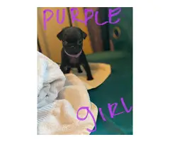 4 boys and 3 girls super cute Pug babies for sale - 8