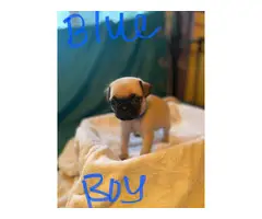 4 boys and 3 girls super cute Pug babies for sale - 9