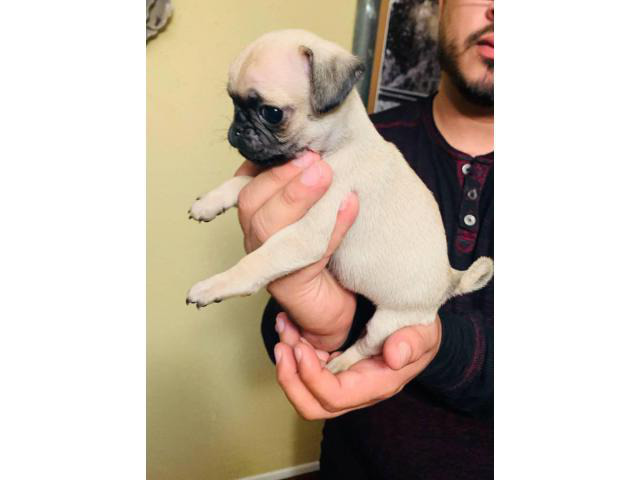 4 boys and 3 girls super cute Pug babies for sale in
