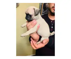 4 boys and 3 girls super cute Pug babies for sale - 10