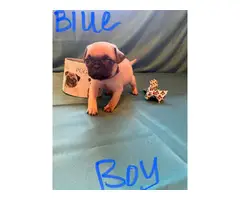 4 boys and 3 girls super cute Pug babies for sale - 11