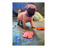 4 boys and 3 girls super cute Pug babies for sale - 12