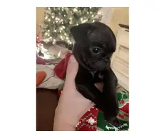 4 boys and 3 girls super cute Pug babies for sale - 13