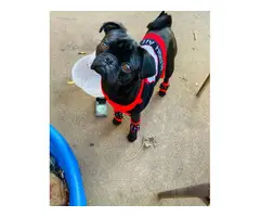 4 boys and 3 girls super cute Pug babies for sale - 14