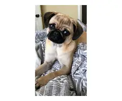 4 boys and 3 girls super cute Pug babies for sale - 15