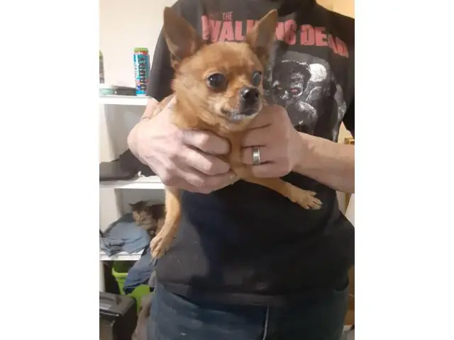 Two teacup Chorkies for adoption