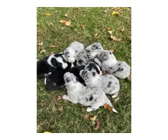 7 ABCA registered border collie puppies