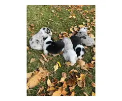 7 ABCA registered border collie puppies - 2
