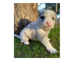 7 ABCA registered border collie puppies - 4