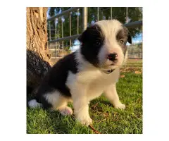 7 ABCA registered border collie puppies - 5