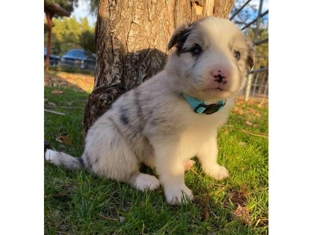 7 ABCA registered border collie puppies in Phoenix