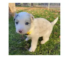 7 ABCA registered border collie puppies - 8