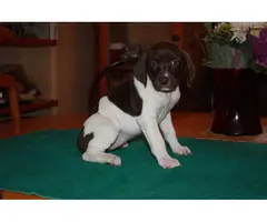 4 GSP puppies for sale - 2