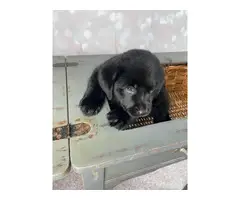 2 Purebred Black lab puppies for sale