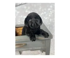 2 Purebred Black lab puppies for sale - 3