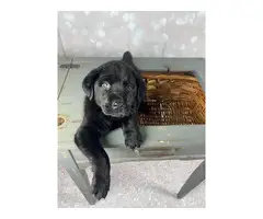 2 Purebred Black lab puppies for sale - 4