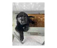 2 Purebred Black lab puppies for sale - 5