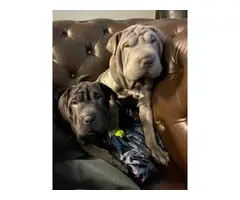 2 Purebred Shar-pei puppies